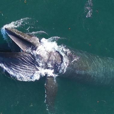 Voir la vidéo de La voracité des baleines bénéfique pour l’océan