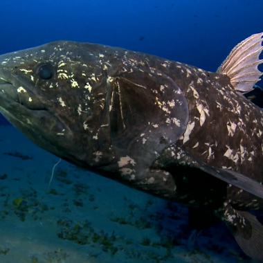 Le coelacanthe, un centenaire encore plus vulnérable