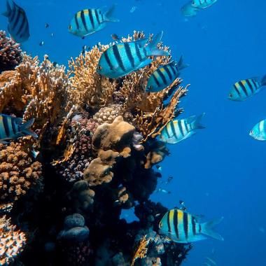 Voir la vidéo de Faut-il être beau pour survivre dans l’océan ?