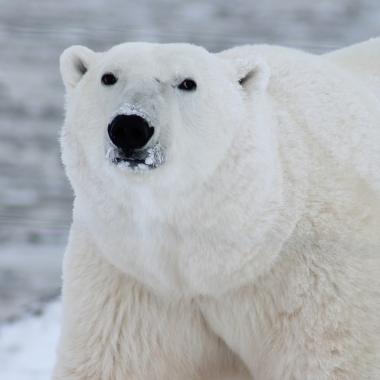 _en_see_video_of Les ours polaires s’adaptent à la fonte des glaces