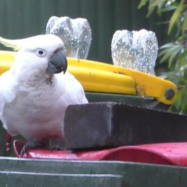 Voir la vidéo de Poubelles pillées : cacatoès « versus » humains !