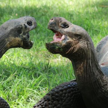 Les tortues ne sont pas muettes, leurs communications sonores enregistrées