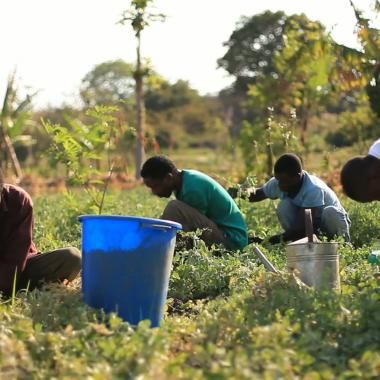 COP 27 : l’appel de scientifiques africains