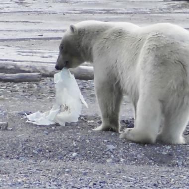 Voir la vidéo de Qui est responsable de la pollution plastique en Arctique ?