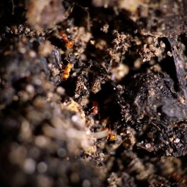 _en_see_video_of L’inquiétante fourmi électrique s’installe en France
