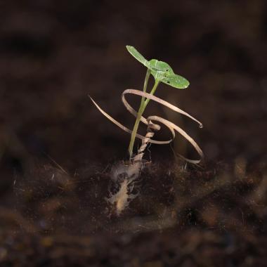 Voir la vidéo de Reforestation : des graines capables de s’auto-enfouir