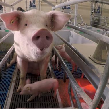 Voir la vidéo de Faire parler les cochons grâce à l’intelligence artificielle ?