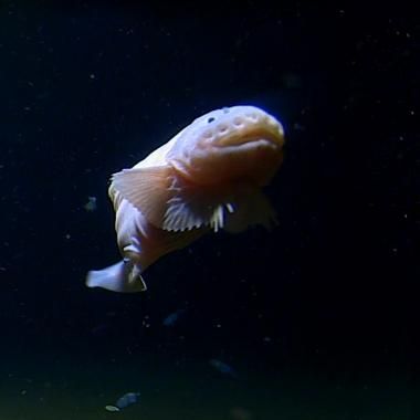 Voir la vidéo de Un poisson des abysses observé à - 8336 mètres