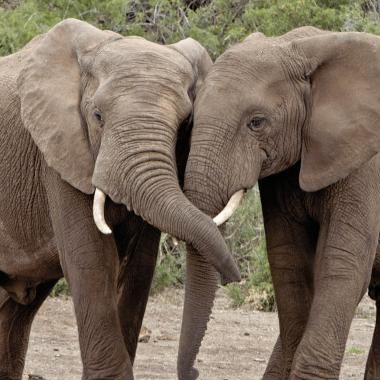 Voir la vidéo de L’éléphant, nouveau modèle d’auto-domestication ?