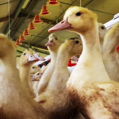 Voir la vidéo de Grippe aviaire : au cœur d’un élevage sous pression