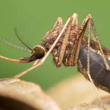 See video of Comment les moustiques vous retrouvent à l’odeur 