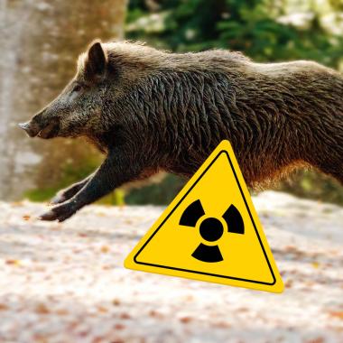See video of Pourquoi les sangliers sont-ils radioactifs en Bavière ?