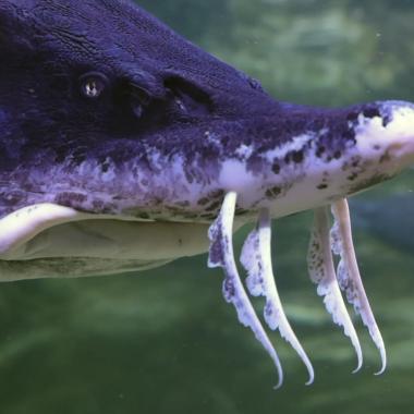 Voir la vidéo de Caviar illégal, des chercheurs mènent l’enquête