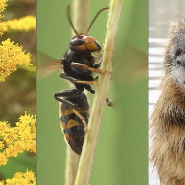 Voir la vidéo de Ces espèces exotiques qui bouleversent la biodiversité