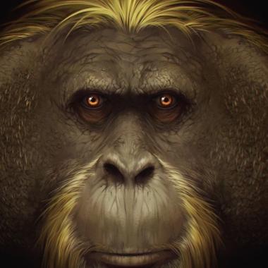 Voir la vidéo de Qu’est-il arrivé à Gigantopithecus blacki ?