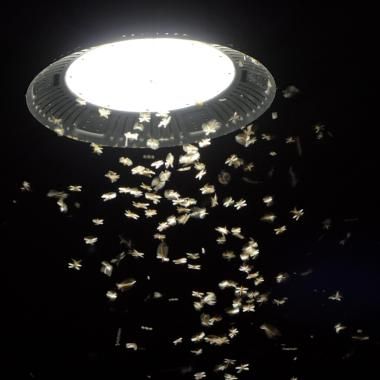 Voir la vidéo de La pollution lumineuse désoriente les insectes