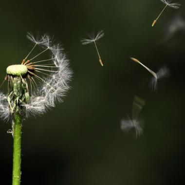 Voir la vidéo de Allergies : une molécule responsable identifiée dans les poumons