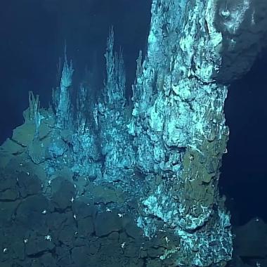 See video of The deep sea “aliens” (extract)