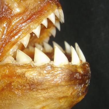 Voir la vidéo de « Les piranhas sont des mangeurs d’hommes  !? »