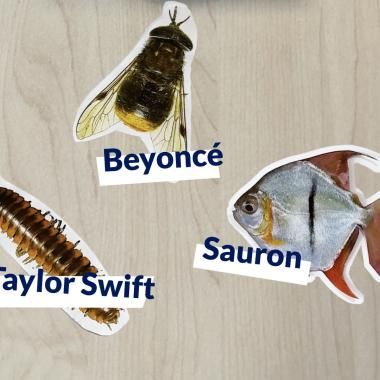 Voir la vidéo de Taxonomie : pourquoi ces bizarres noms d’espèces ?