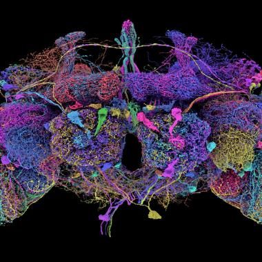 See video of Un cerveau de mouche cartographié pour la première fois