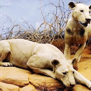 Voir la vidéo de L’ADN éclaire l’histoire des lions mangeurs d’hommes du Tsavo