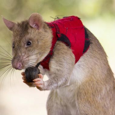 Voir la vidéo de Des rats géants contre le trafic illégal d’espèces menacées