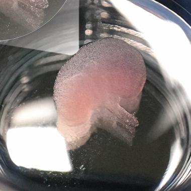 Voir la vidéo de Une avancée majeure en bioimpression