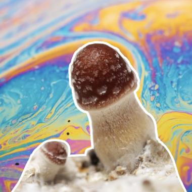 Voir la vidéo de Des champignons hallucinogènes contre la dépression