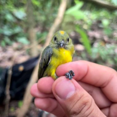 Voir la vidéo de Bornéo, la reforestation préserve-t-elle la biodiversité ?