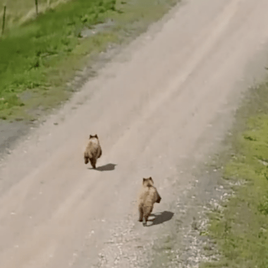 Voir la vidéo de Des drones pour repousser les ours