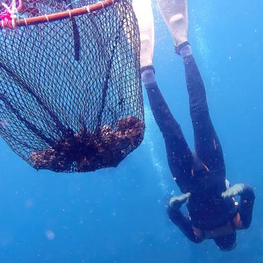 Voir la vidéo de Haenyeo : génétiquement taillées pour la plongée