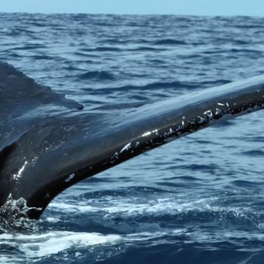 Voir la vidéo de Le pipi des baleines essentiel pour les océans