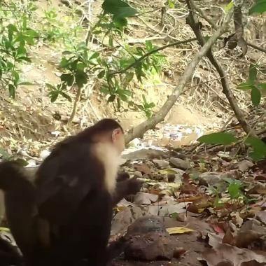 Voir la vidéo de Des bébés singes hurleurs kidnappés par une autre espèce !