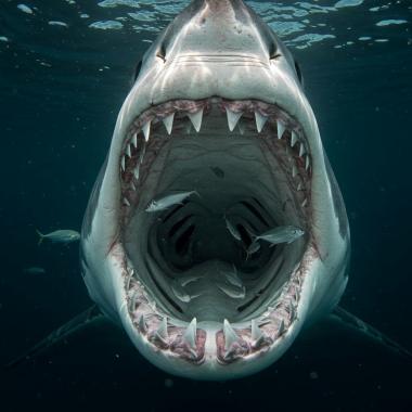 Voir la vidéo de Les requins vont-ils perdre leurs dents à cause de l’acidification des océans ?