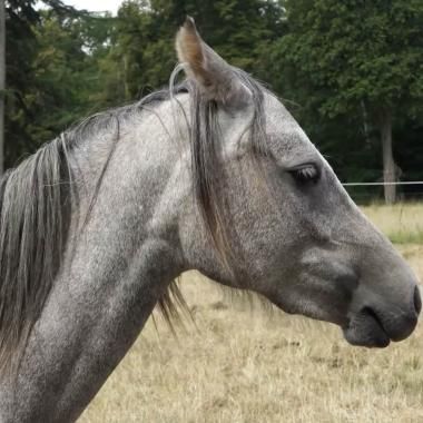 Voir la vidéo de Chevaux de compétition : comment savoir s’ils sont heureux ?