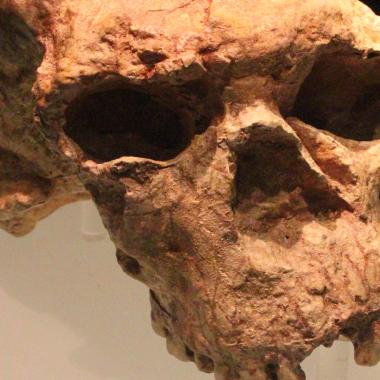 Voir la vidéo de Yunxian 2 : un crâne qui pourrait réécrire l’histoire de Sapiens