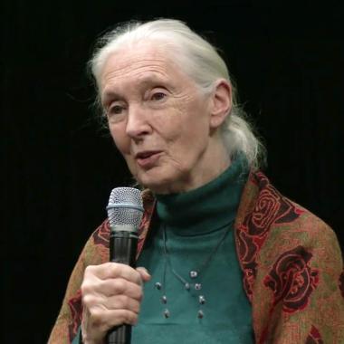 See video of Hommage à la primatologue britannique Jane Goodall