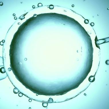 See video of Des ovocytes humains créés à partir de cellules de peau