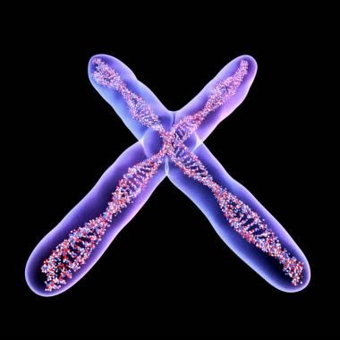 Voir la vidéo de Le rôle insoupçonné du chromosome X