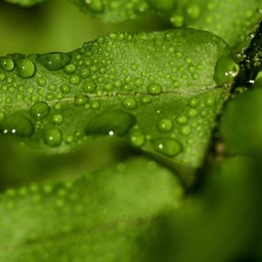 Voir la vidéo de La forêt guyanaise, source ou puits de carbone ?