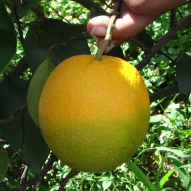 Voir la vidéo de Les agrumes, menacés d’extinction ?