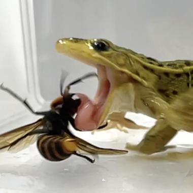 Voir la vidéo de Frelon géant, la grenouille n'en fait qu’une bouchée !