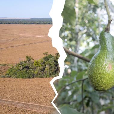 Voir la vidéo de Cultiver l’Amazonie sans la détruire