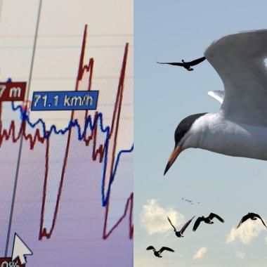 Voir la vidéo de Des oiseaux sentinelles contre les catastrophes naturelles