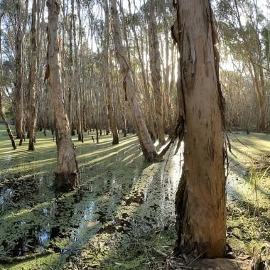 Voir la vidéo de Un microbiote insoupçonné sous l’écorce des arbres