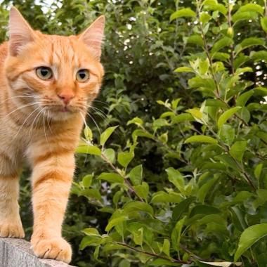 Voir la vidéo de Ce ver plat envahit les jardins... à dos de chats et de chiens !