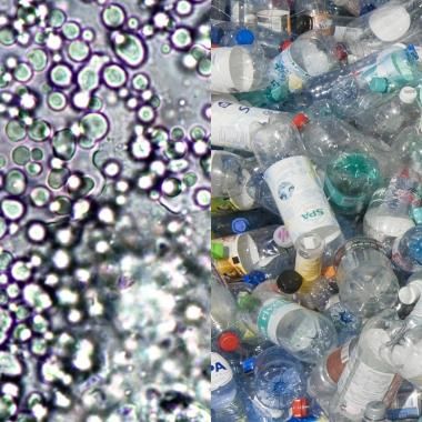 Voir la vidéo de Des plastiques issus du vivant