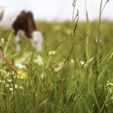 Voir la vidéo de Biodiversité : quand la prairie s’appauvrit