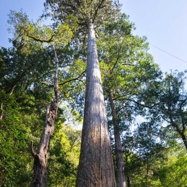 Voir la vidéo de L’arbre le plus haut d’Asie de l’Est !